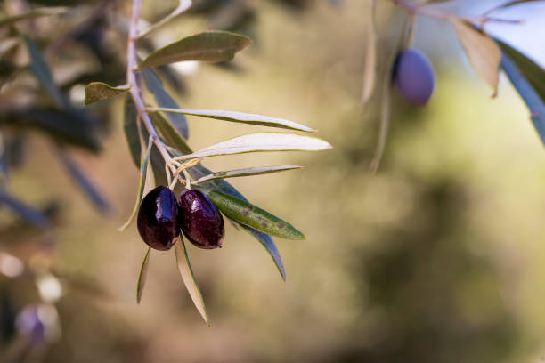 istock Olive branch and tree, ready for harvesting 1144166213
