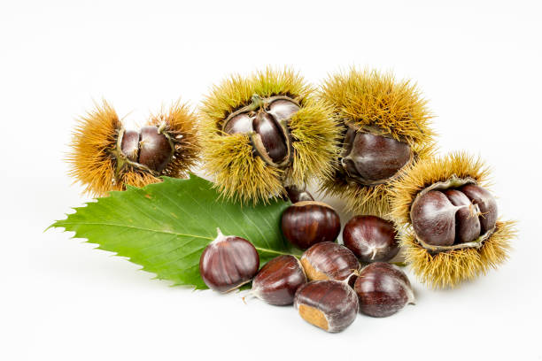istock Organic chestnuts food isolated on white background 1144167318