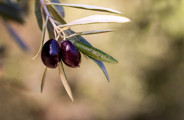 istock Olive branch and tree, ready for harvesting 1144167420