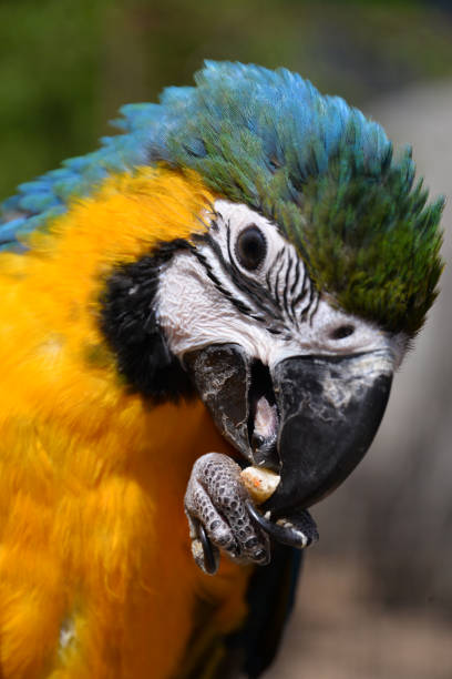 istock Blue and yellow macaw baby bird 1144167521
