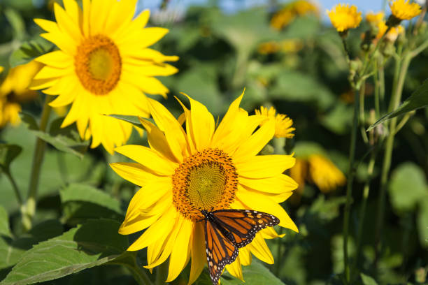 istock Butterfly on the sunflower 1144167612