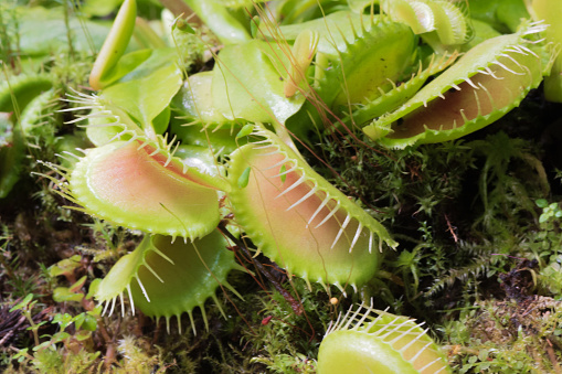 Closeup of green Venus flytrap, carnivorous plant, on the background of moss at greenhouse of Botanical Garden