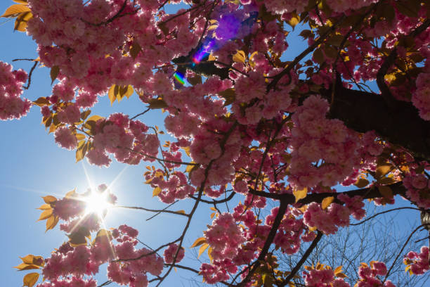 istock almond blossom tree with sunbeams at april 1144168052
