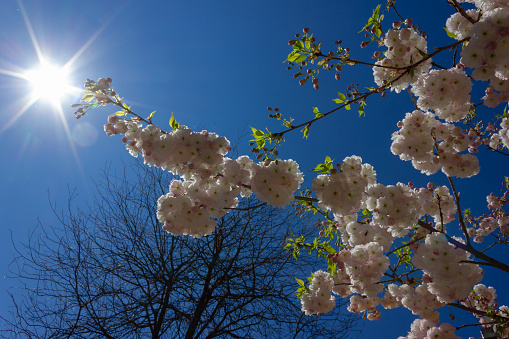 almond blossom tree with sunbeams at april month springtime in south germany