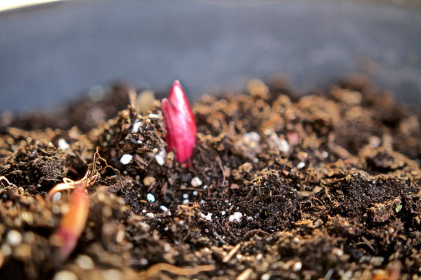 primo bocciolo fiorito di primavera - bud flower tulip flowers foto e immagini stock