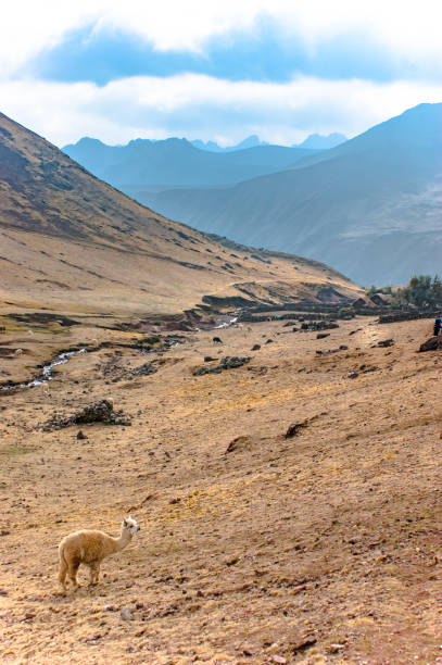 istock Peruvian animals South America 1144170255