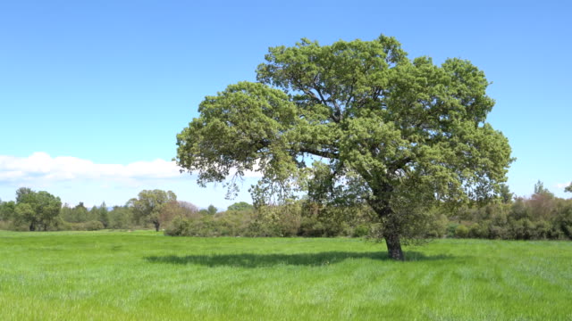 UHD Video Of Oak Tree In Wind