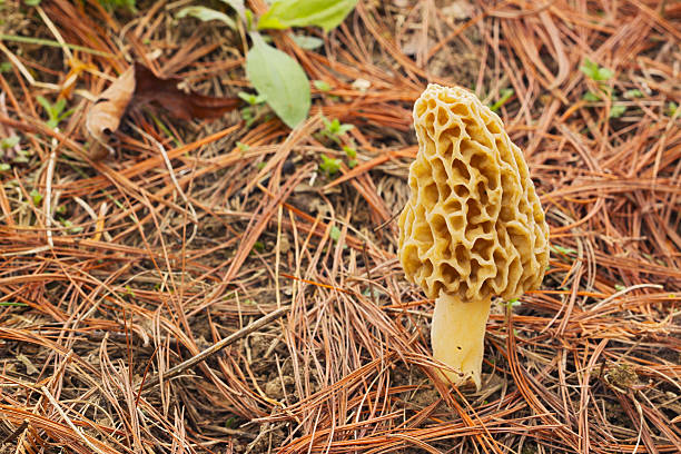 istock Morel mushroom and pine needles 114417310