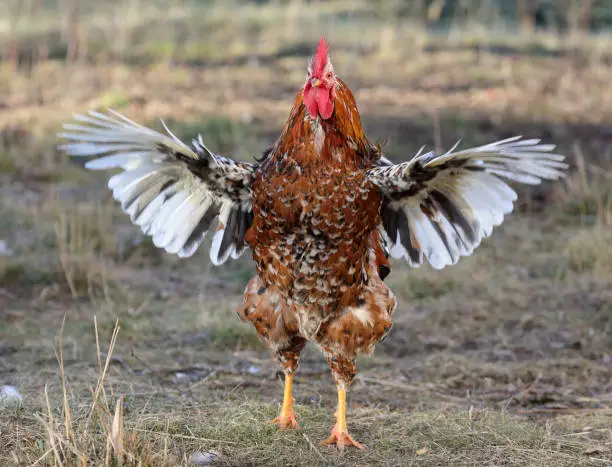 Swedish flower hen rooster spreading wings.