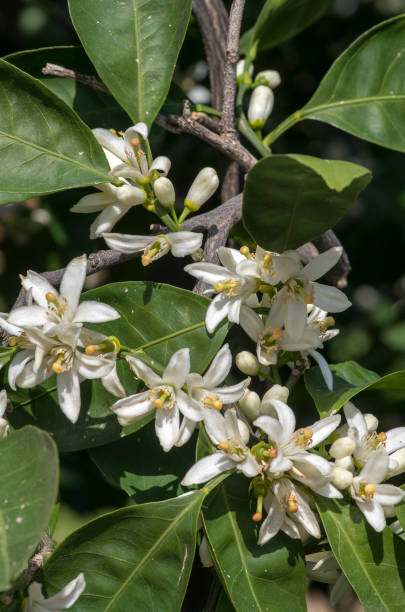 istock Image of white spring flowers of orange tree 1144174095