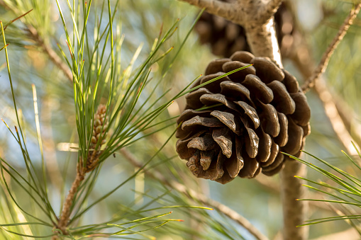 Pine tree in springtime with needles and cones.