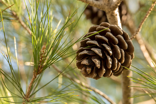 Pinecone on wood