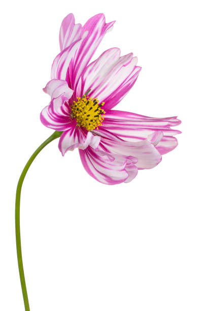kwiat izolowany - daisy marguerite deep focus flower zdjęcia i obrazy z banku zdjęć