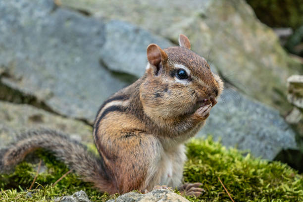 Chipmunk stuffing his cheeks with sunflower seeds. Eastern Chipmunk (Tamias striatus) sitting on moss coverd rock, stuffing his cheeks with sunflower seeds. eastern chipmunk photos stock pictures, royalty-free photos & images