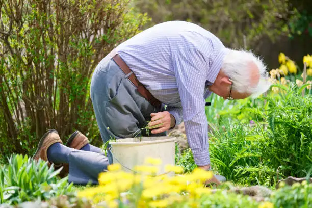 Senior elderly person active lifestyle in garden during bright colourful spring sunshine and summer temperature uk