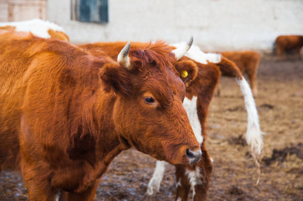istock Cows in a farm. Dairy cows 1144177238