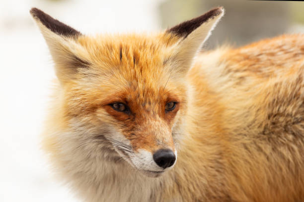 istock Close up red fox in wildlife on the nature with blur background 1144177797