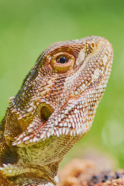 istock close up on bearded dragon head with sun reflection in the eye 1144179493