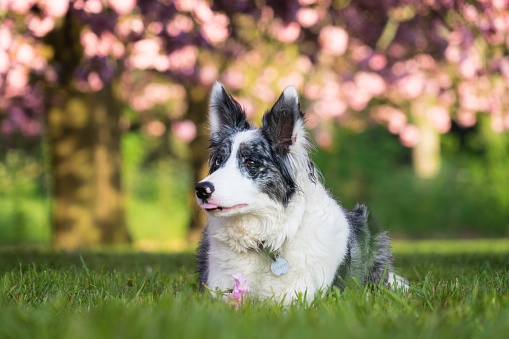 cute dog under cherry blossom tree