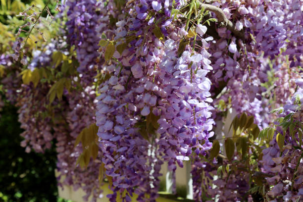 istock purple Wisteria 1144179663