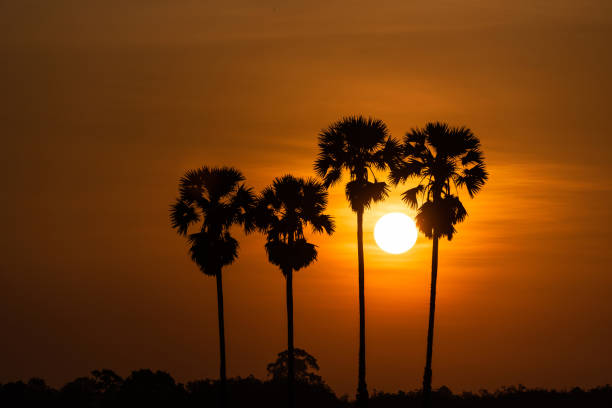 istock Palm tree  in morning sunrise 1144180422