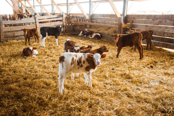 istock Cows in a farm. Dairy cows 1144180427