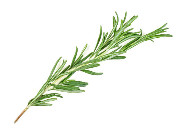 istock Twig of rosemary on a white background 1144180688