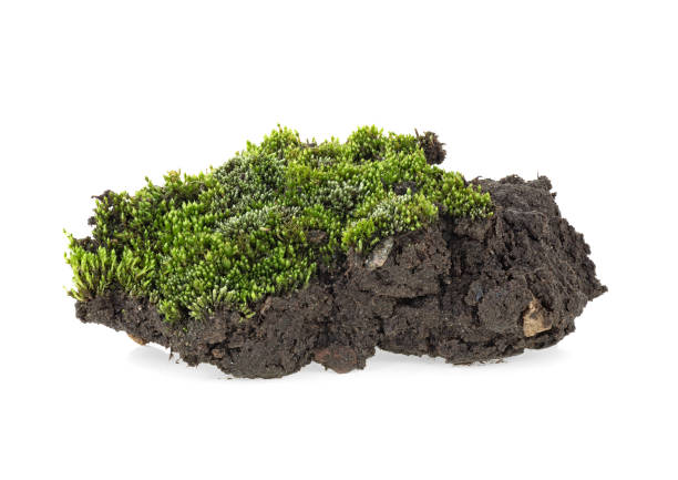 istock Green moss with grass on pile of soil, white background. 1144180708