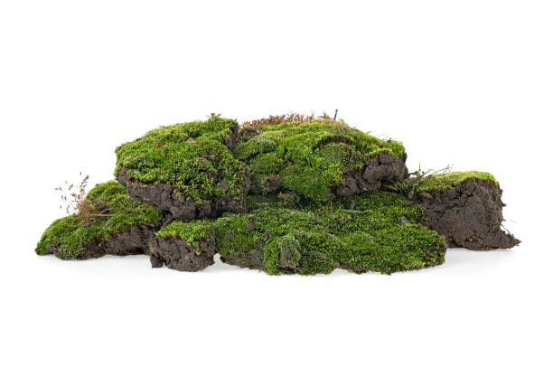 istock Green mossy hill isolated on white background 1144180723