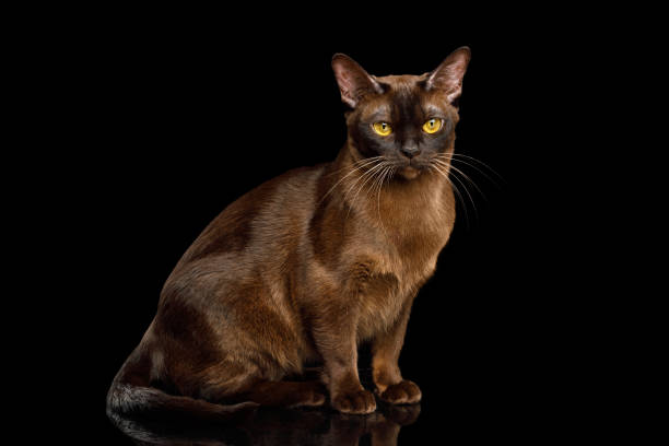 собл бирманский кот на изолированном черном фоне - sadness domestic cat kitten humor стоковые фото и изображения