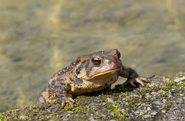 istock Close-up of toad sitting on edge of pond. 1144180957