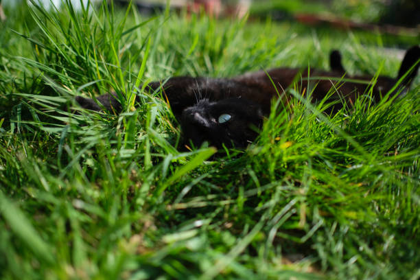 black cat laying in long grass on a sunny day.