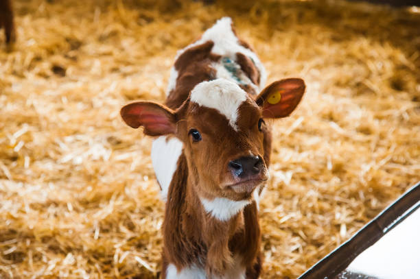 istock Cows in a farm. Dairy cows 1144182208