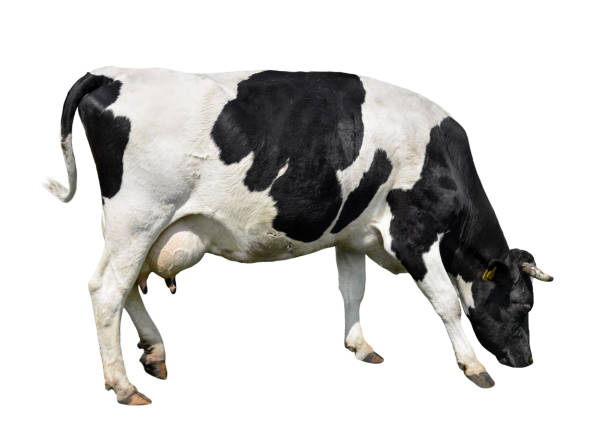 istock Spotted black and white cow full length isolated on white. 1144182260