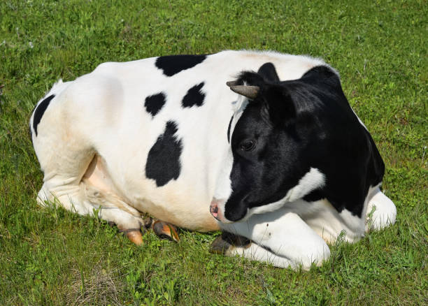 istock Cow lying on a spring farm pasture. 1144182281
