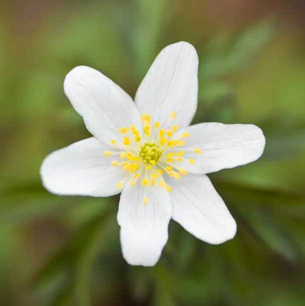 Anemone nemorosa is an early-spring flowering plant native to Europe. White early Spring flower close up/