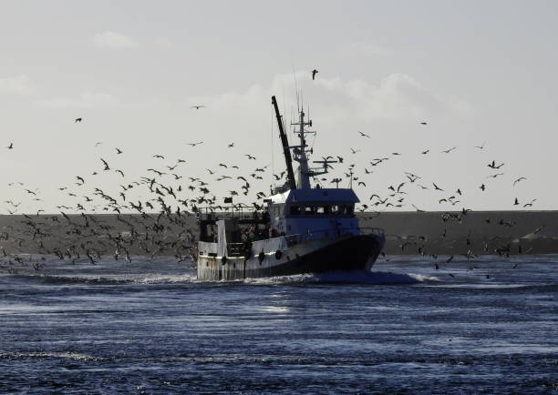 A fishing boat returns to the port and around it hundreds of seagulls in search of some fish