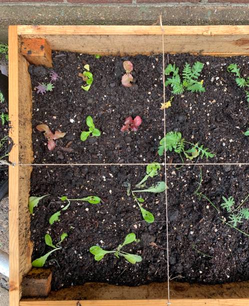 diy cama de jardín elevado - 1614 fotografías e imágenes de stock