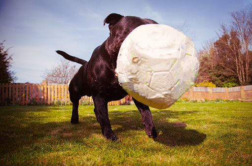 A Staffordshire bull terrier dog playing with a soccer ball that is a bit deflated after chewing. Taken from a low angle as the ball bounces in-front of the dogs face