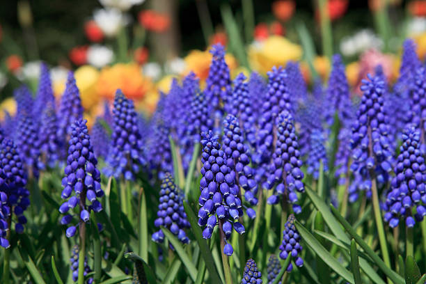 Muscari botryoides flowers in closeup  grape hyacinth stock pictures, royalty-free photos & images