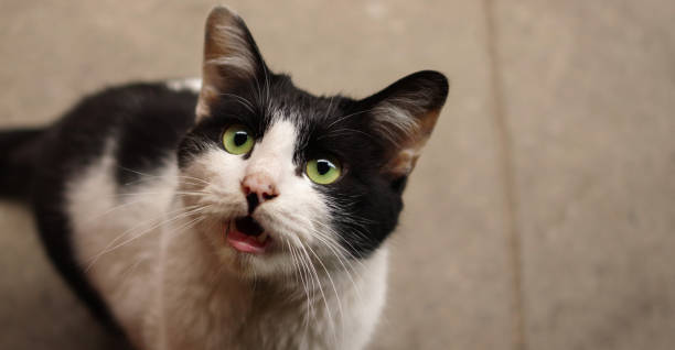 istock Black and white domestic cat meowing 1144187788