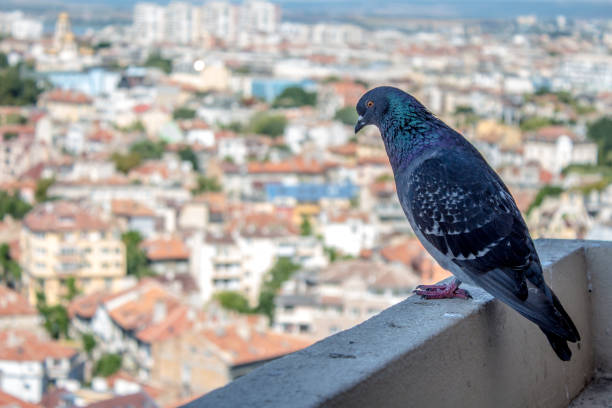 istock Pigeon sitting up on a rooftop 1144188002