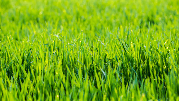 istock Rowed winter wheat growing on the field 1144188104
