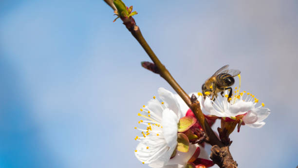 istock Bee collecting pollen on apricot blossom 1144189279