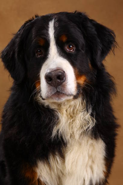 istock Bernese mountain dog sitting in studio on brown blackground and looking at camera 1144189628