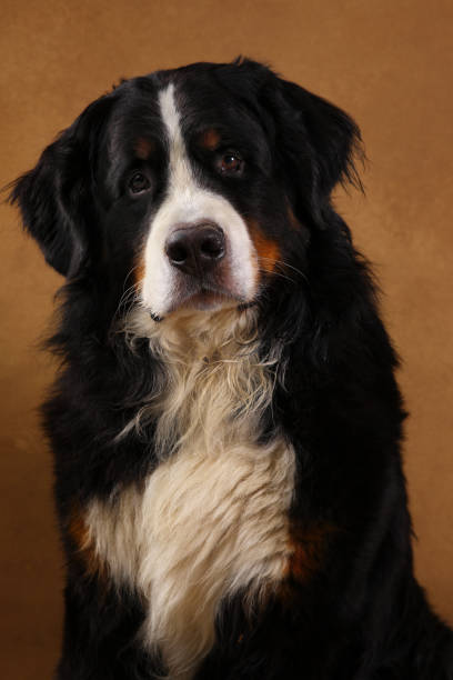 istock Bernese mountain dog sitting in studio on brown blackground and looking at camera 1144189629