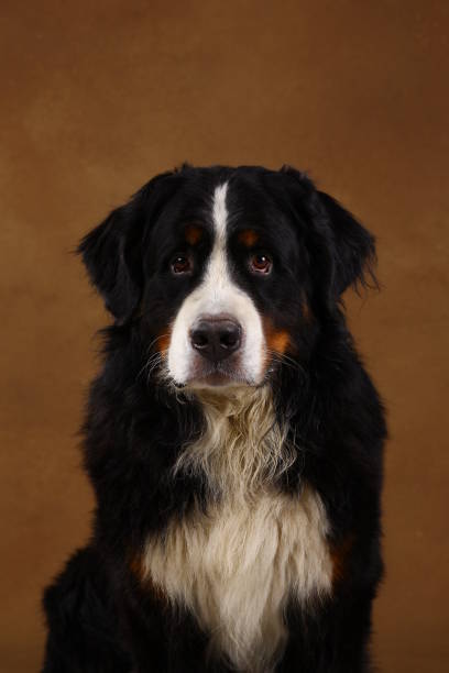 istock Bernese mountain dog sitting in studio on brown blackground and looking at camera 1144189630