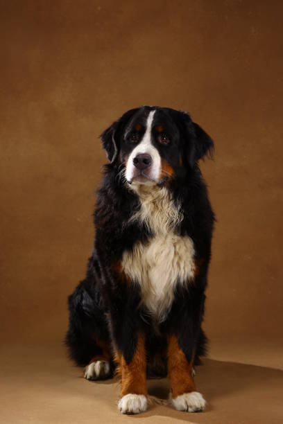 istock Bernese mountain dog sitting in studio on brown blackground and looking at camera 1144189631