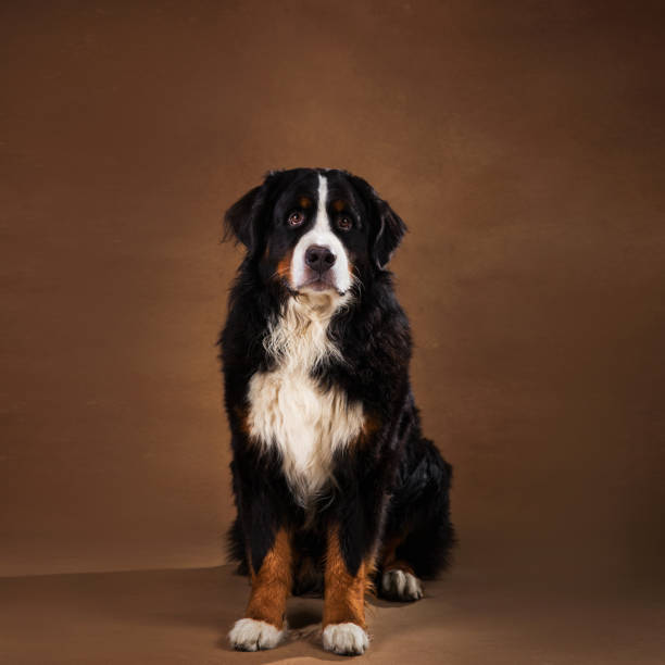 istock Bernese mountain dog sitting in studio on brown blackground and looking at camera 1144189632