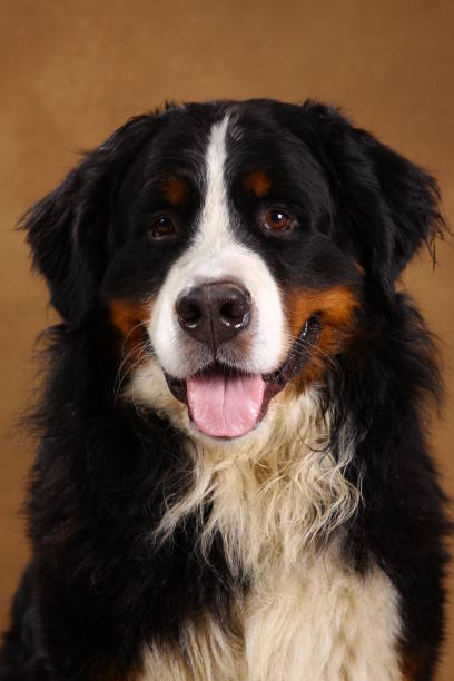 istock Bernese mountain dog sitting in studio on brown blackground and looking at camera 1144189633